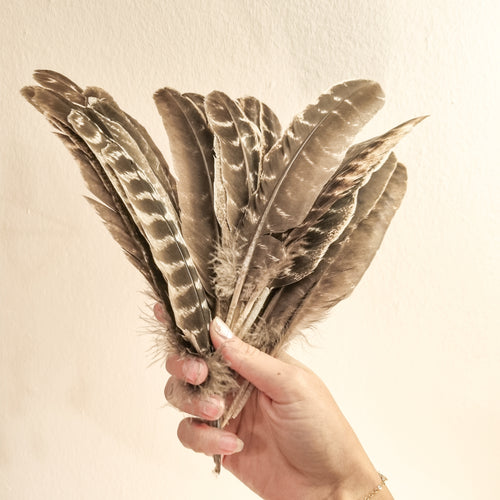 Turkey Feather for smudging - Hex + Stones